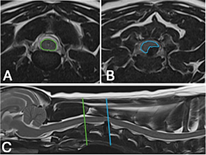 fvets-11-1438300-g001