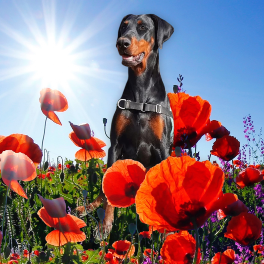 FB_IMG_1743314062028 (1)