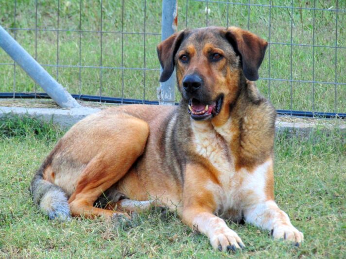 3 chiens 2019-07-21 (3)