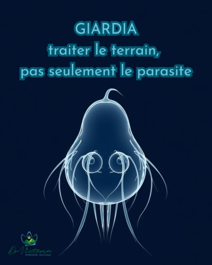 Giardia traiter le terrain, pas seulement le parasite