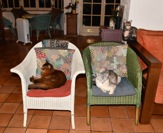 Chats aux fauteuils_DSC_0334