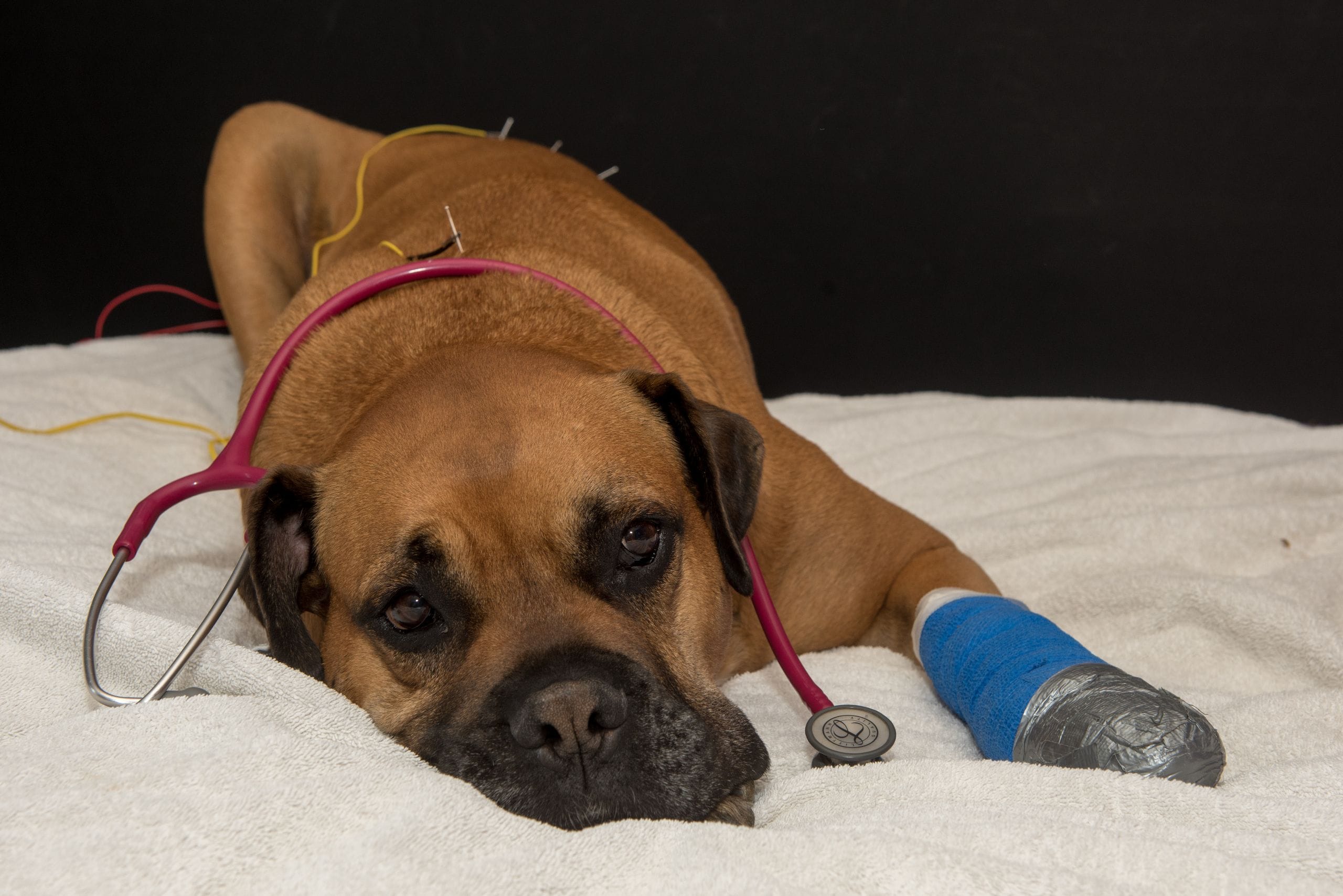 Read more about the article Le CBD pour nos animaux de compagnie, une solution bienvenue