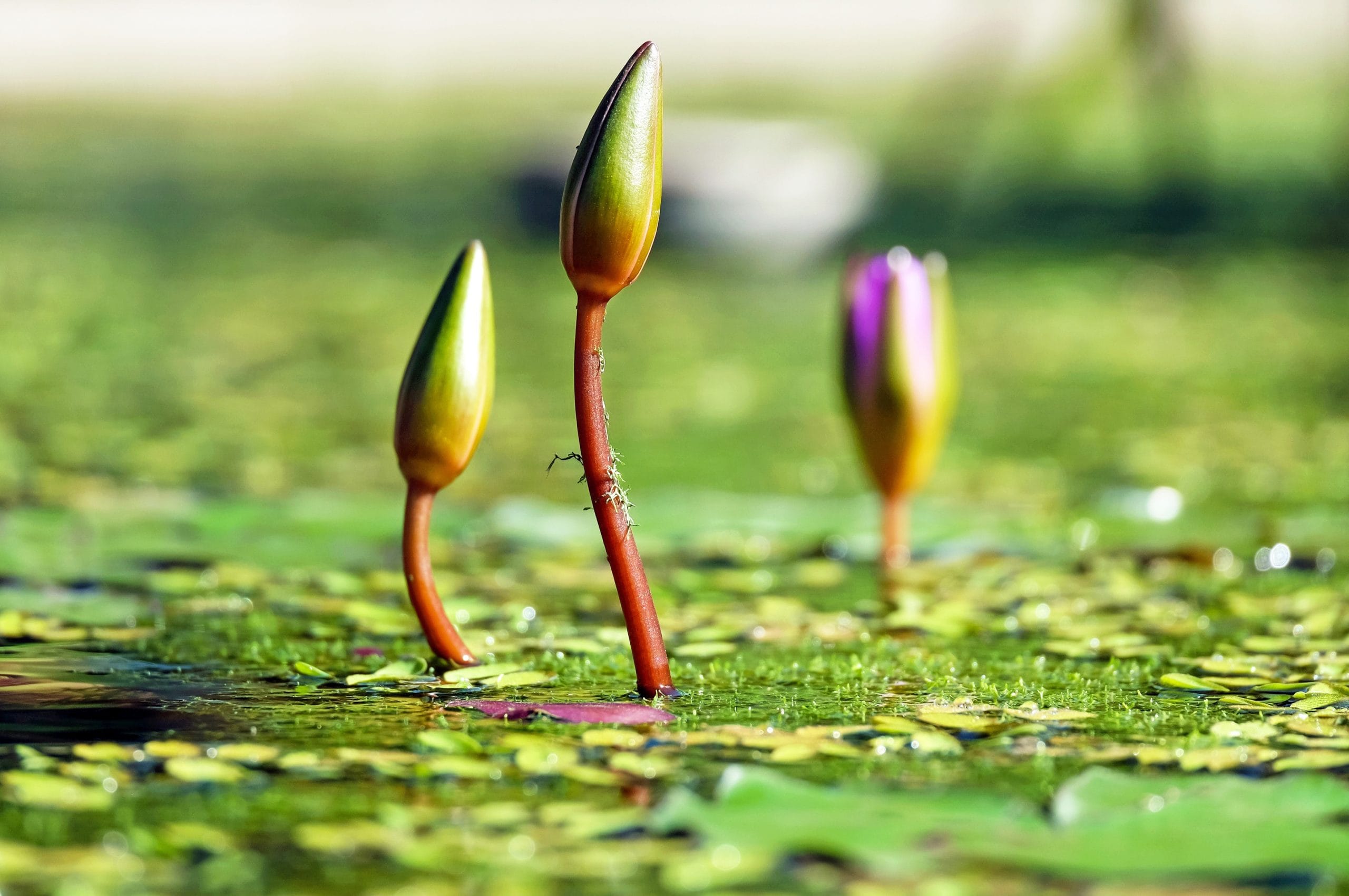 Read more about the article Leptospirose – Une maladie émergente en Suisse !