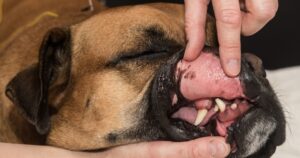 La Prévention Dentaire – un soin essentiel pour la santé de nos animaux